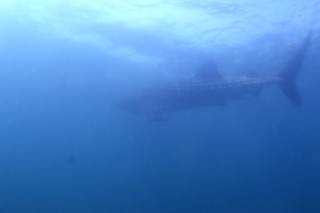 WxGU
